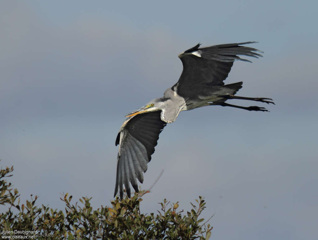 Grey Heronadult, Flight