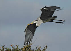 Grey Heron