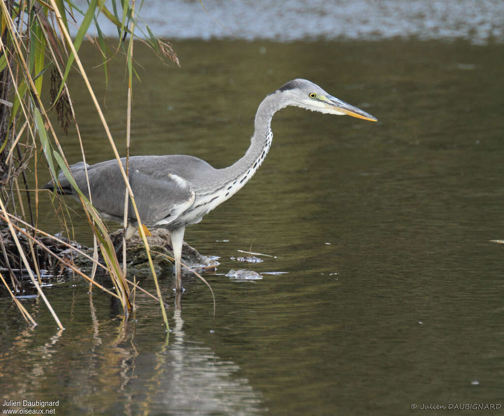 Héron cendréimmature, identification