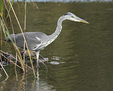 Grey Heron