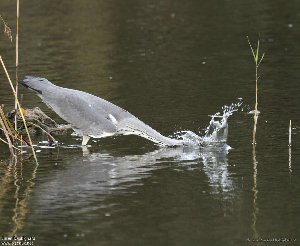 Grey Heronimmature, fishing/hunting