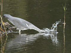 Grey Heron