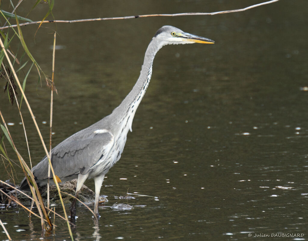 Grey Heronimmature, identification