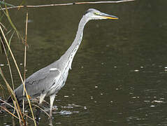 Grey Heron