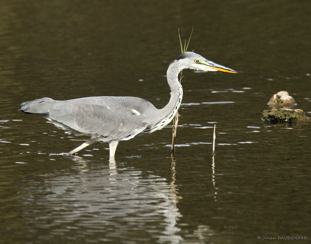 Grey Heronimmature, identification