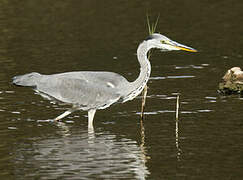 Grey Heron