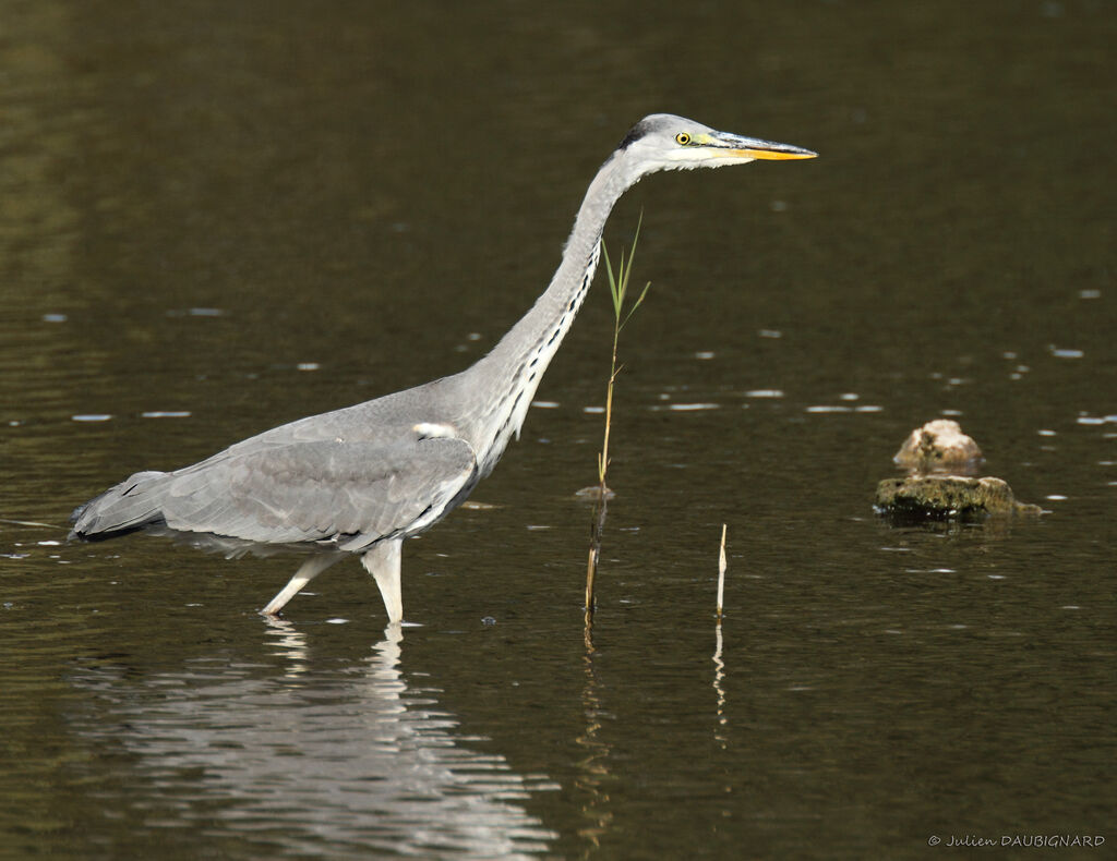 Grey Heronimmature, identification