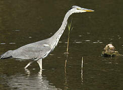 Grey Heron