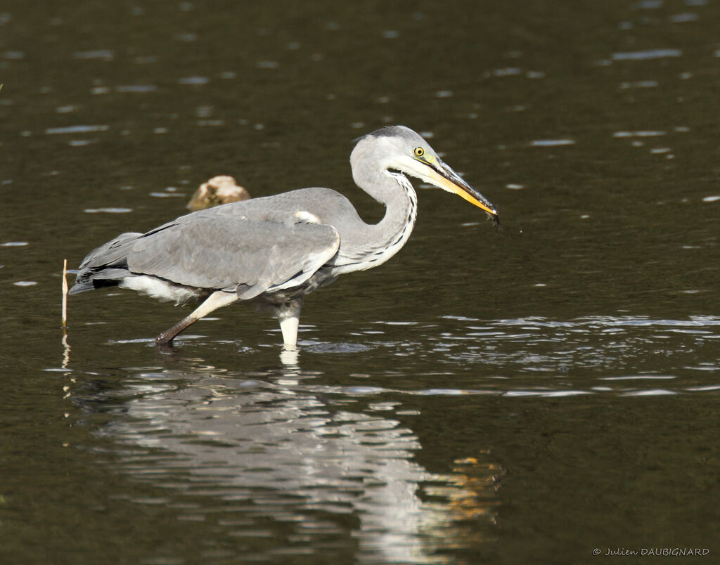 Grey Heronimmature, identification, feeding habits