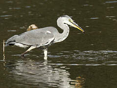 Grey Heron