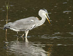 Grey Heron