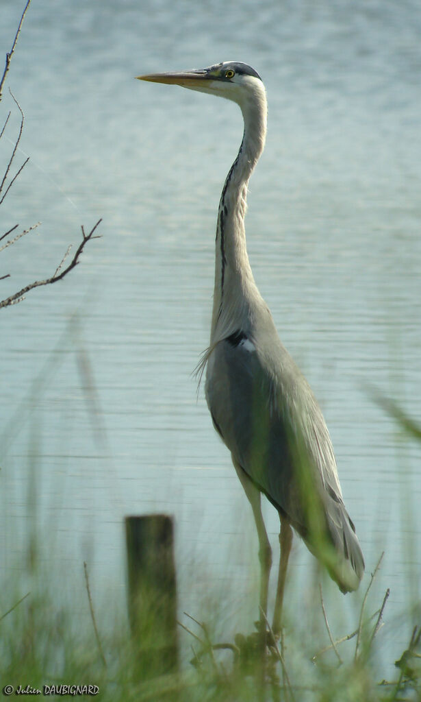 Grey Heronadult, identification