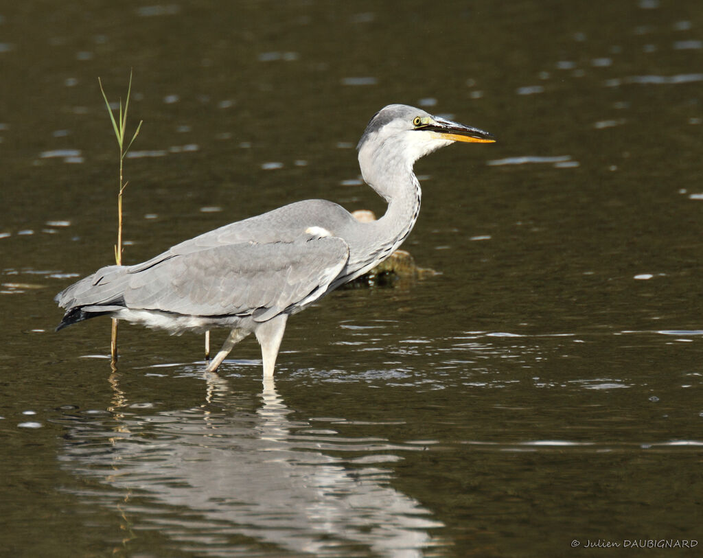 Grey Heronimmature, identification