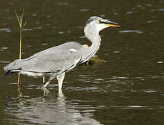 Grey Heron