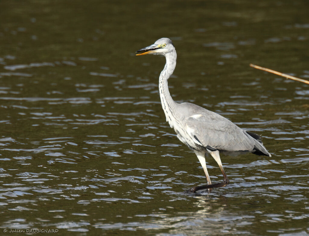 Grey Heronimmature, identification