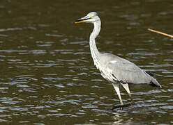 Grey Heron