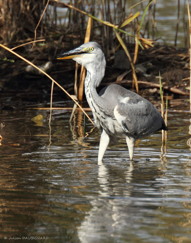 Héron cendréimmature, identification