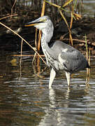 Grey Heron