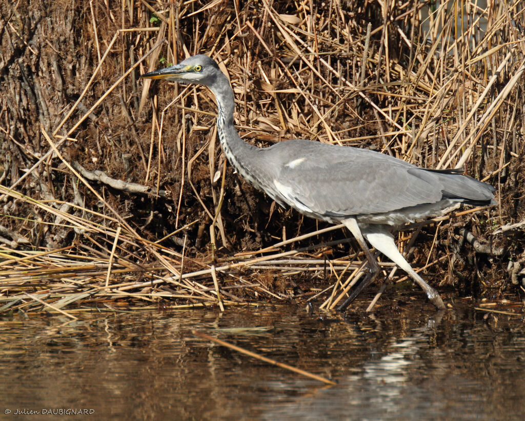 Héron cendréimmature, identification