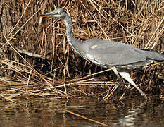 Grey Heron