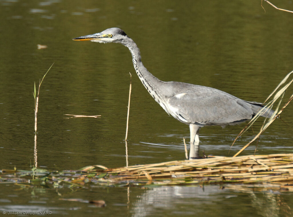 Héron cendréimmature, identification