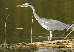 Grey Heron