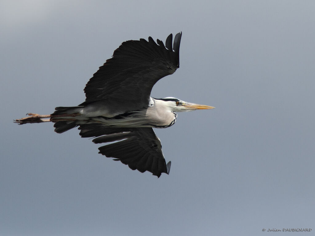 Grey Heronadult, Flight