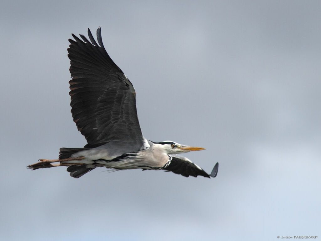 Grey Heronadult, Flight