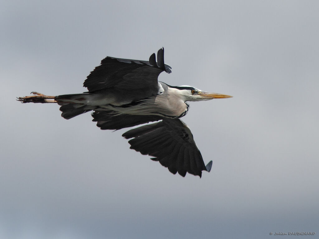 Grey Heronadult, Flight