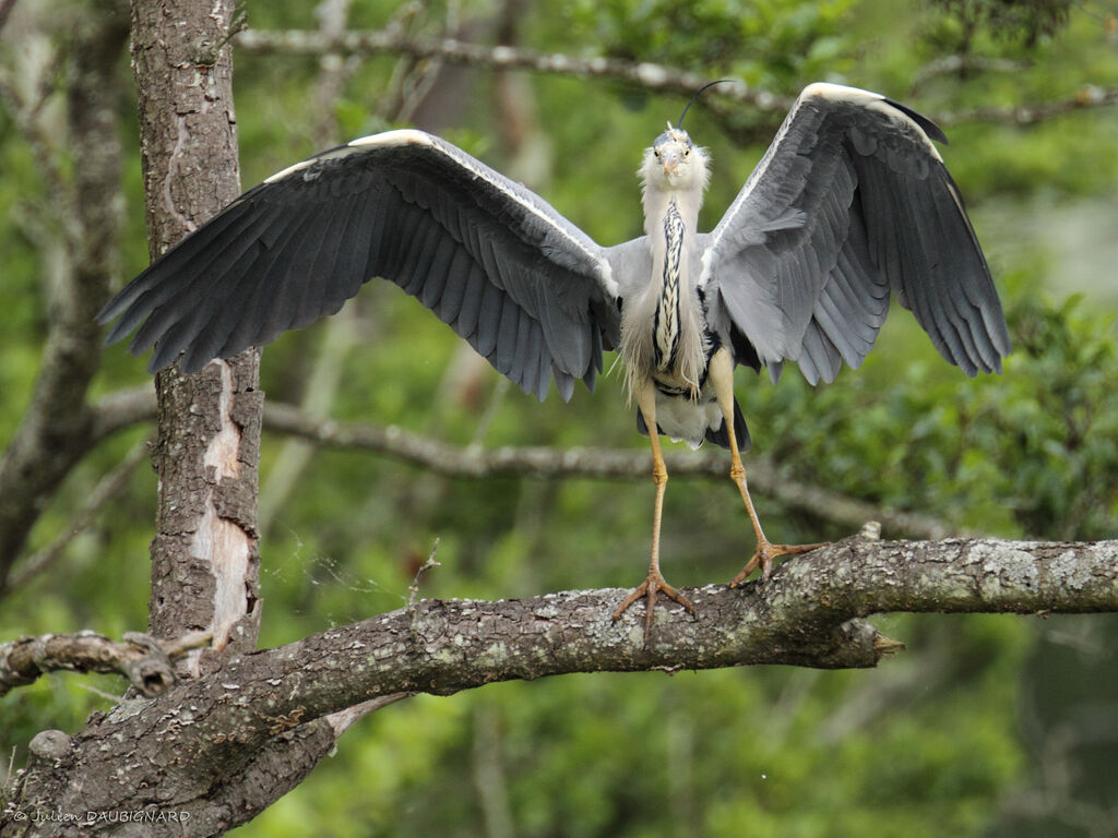 Grey Heron, identification