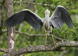 Grey Heron