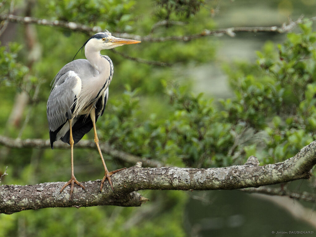 Grey Heronadult, identification