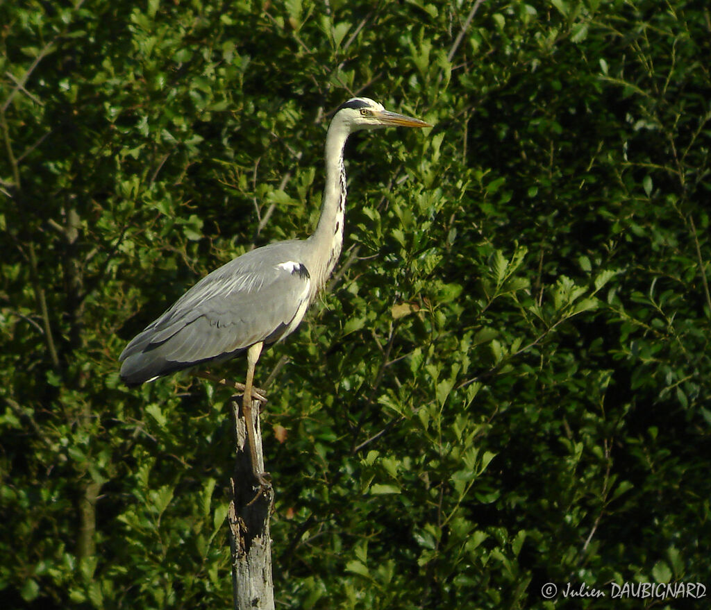 Grey Heronadult, identification