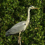 Grey Heron