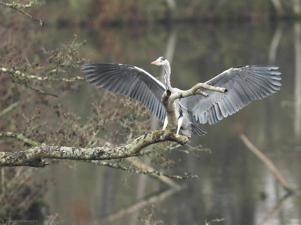 Grey Heronadult, identification