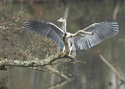 Grey Heron