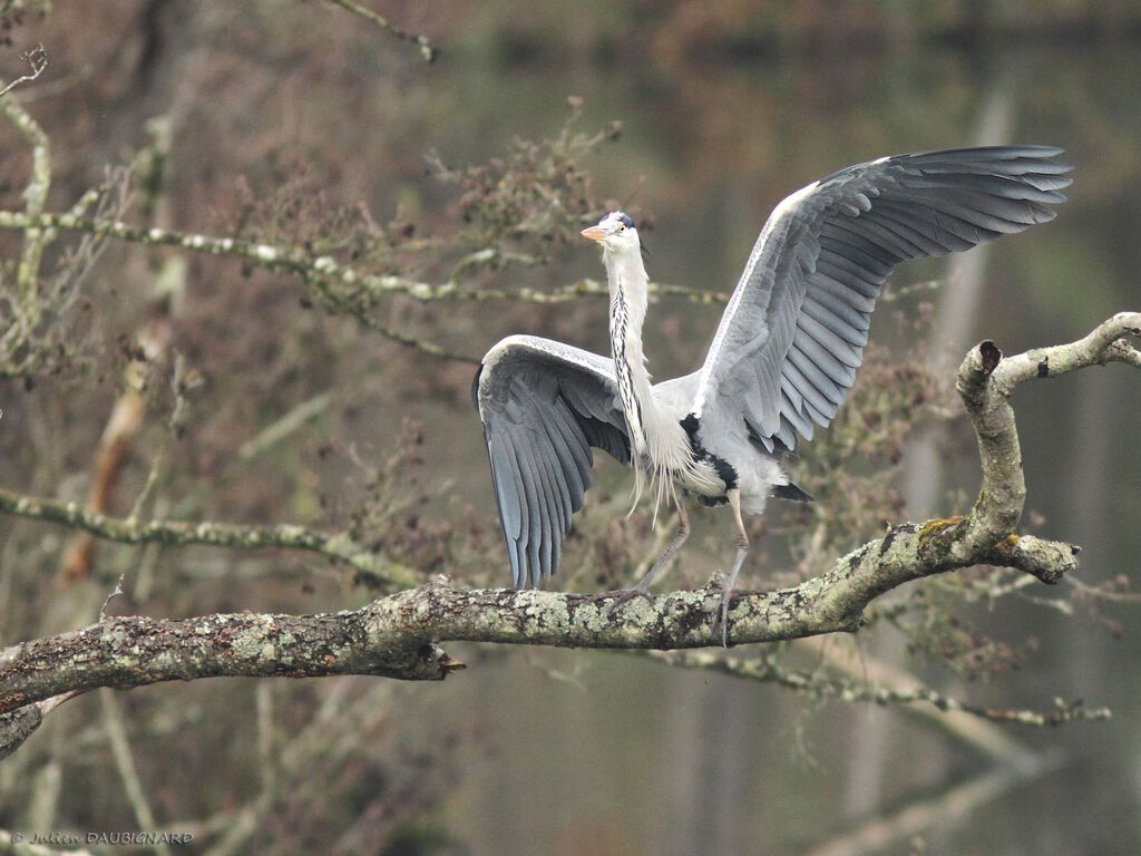 Grey Heron