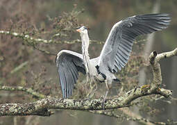 Grey Heron