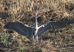 Grey Heron