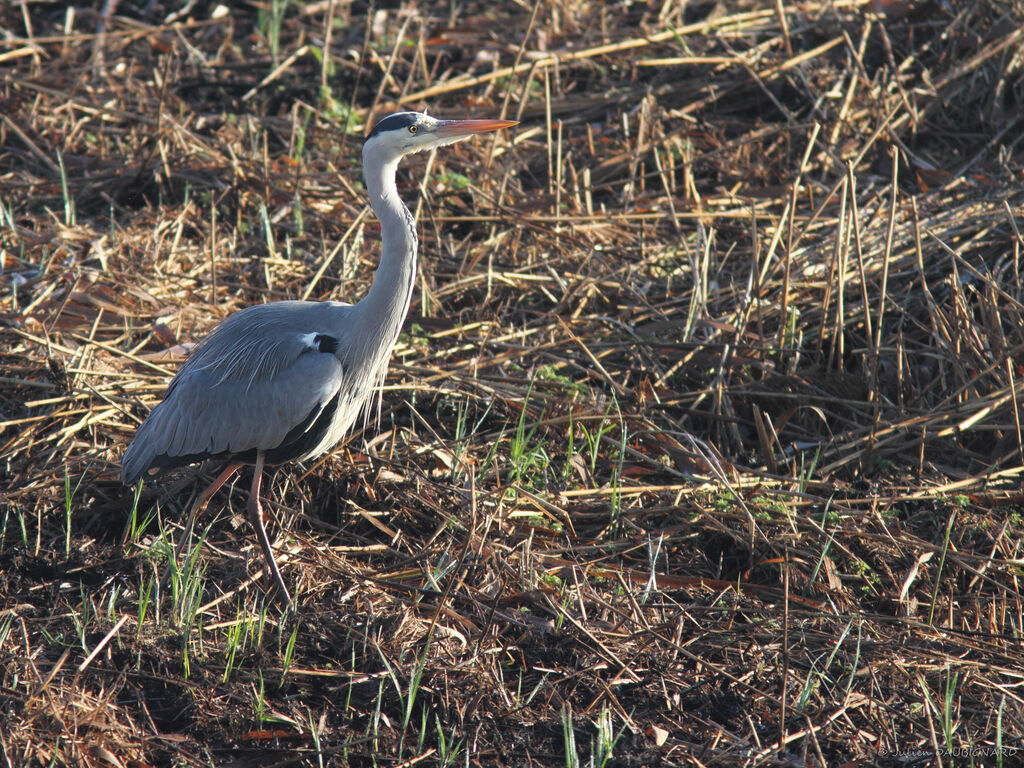 Héron cendréadulte, identification