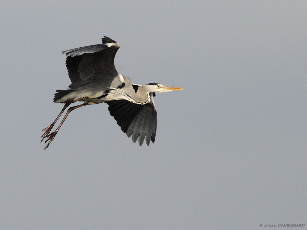 Grey Heronadult, Flight