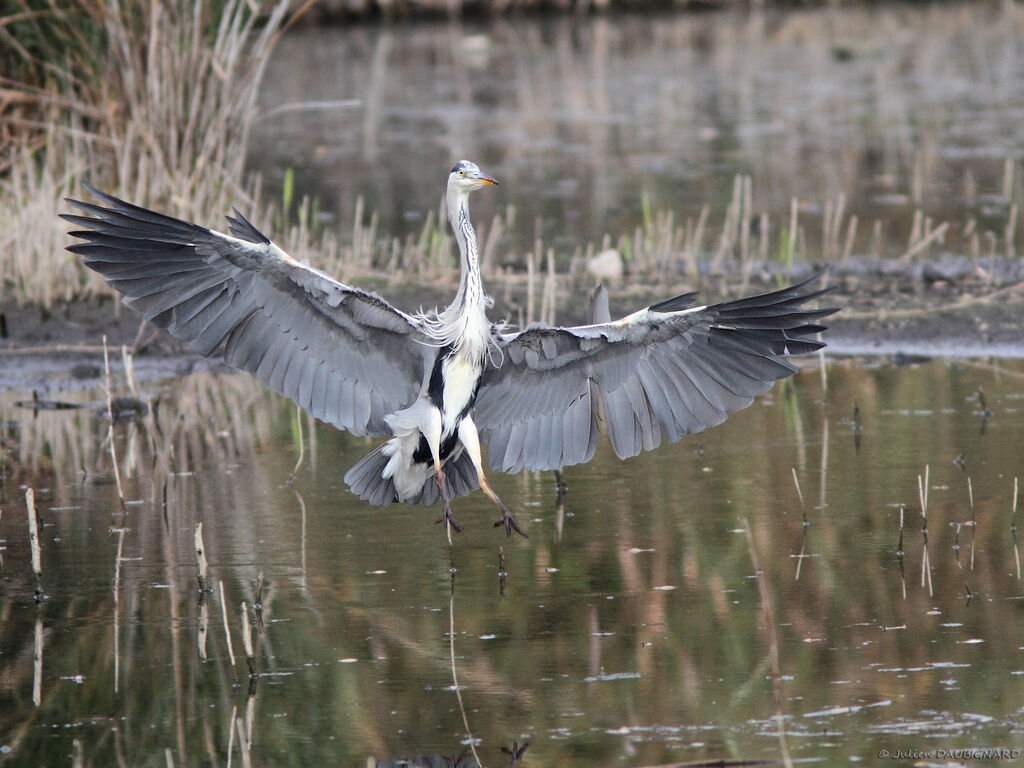 Grey Heronadult, Flight