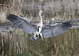 Grey Heron