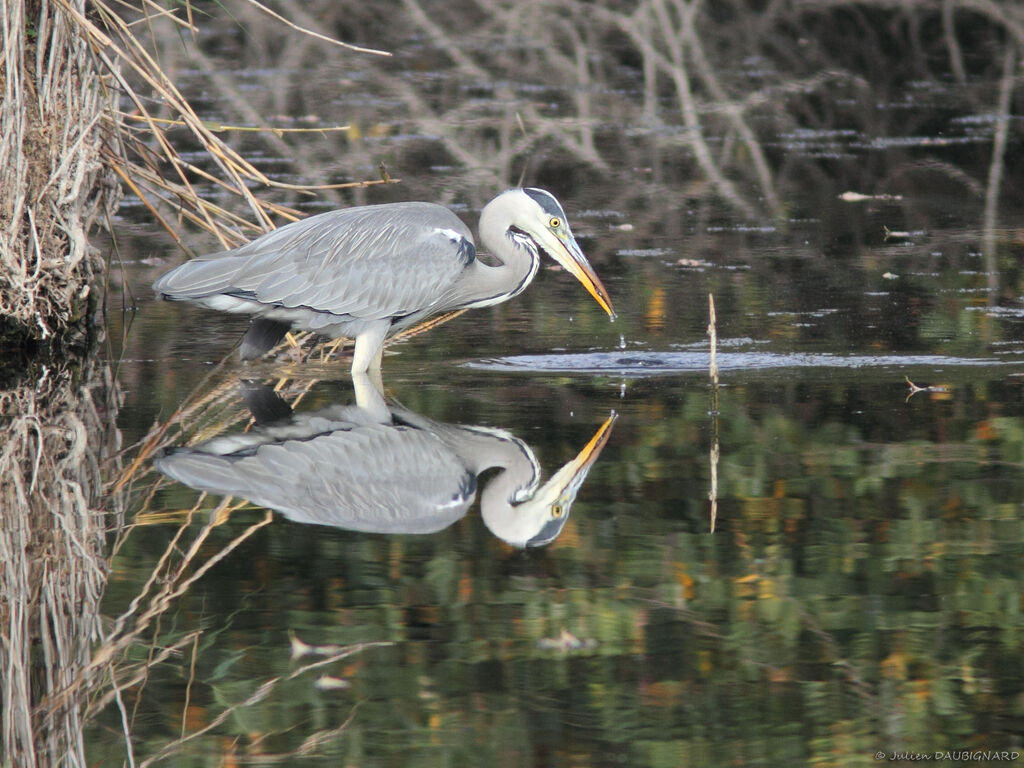 Grey Heronadult, identification