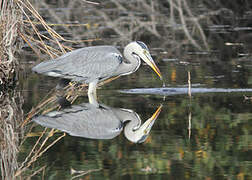 Grey Heron