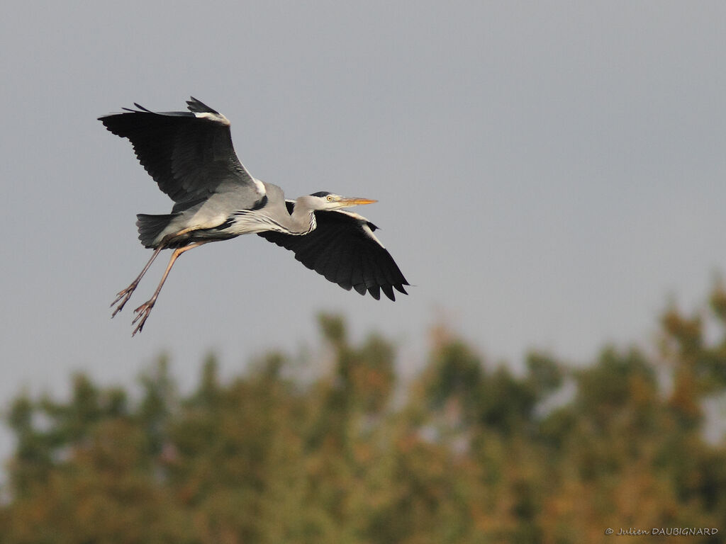 Grey Heronadult, Flight