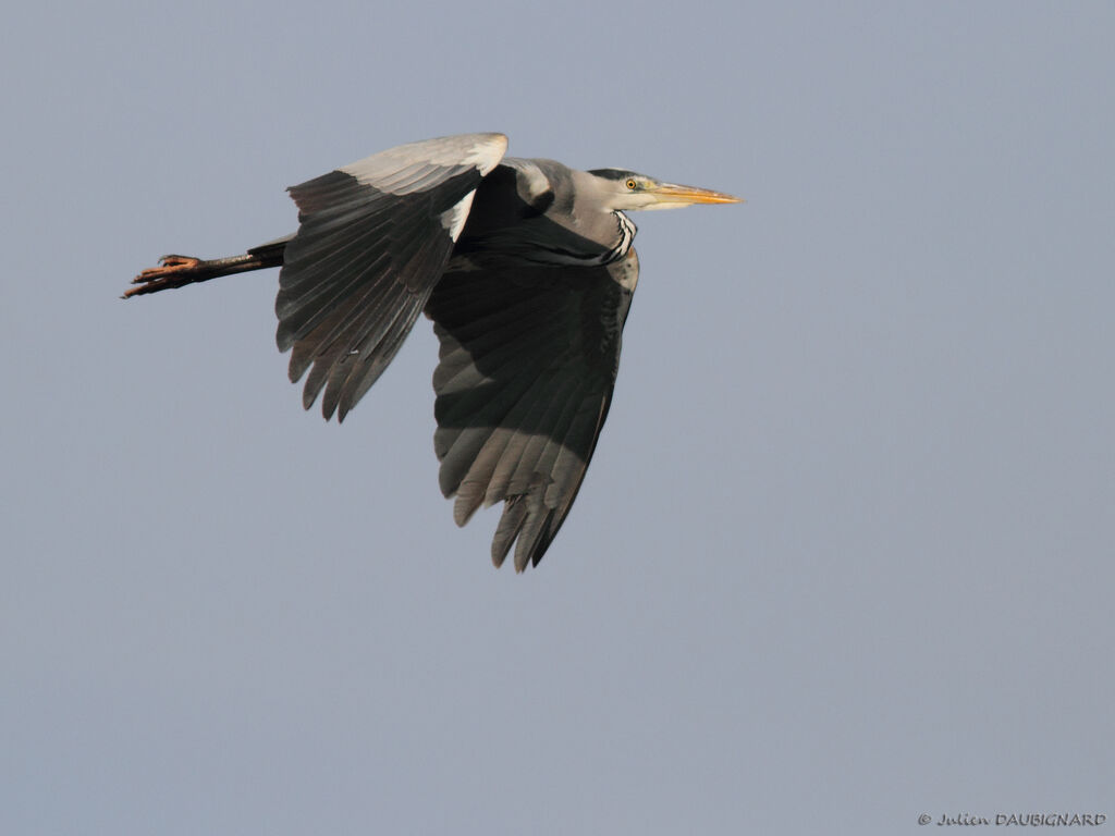 Grey Heronadult, Flight