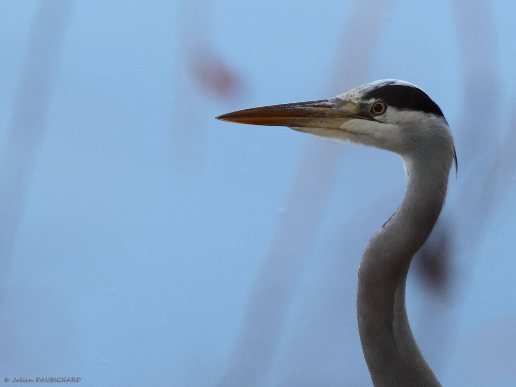 Grey Heronadult, identification, close-up portrait