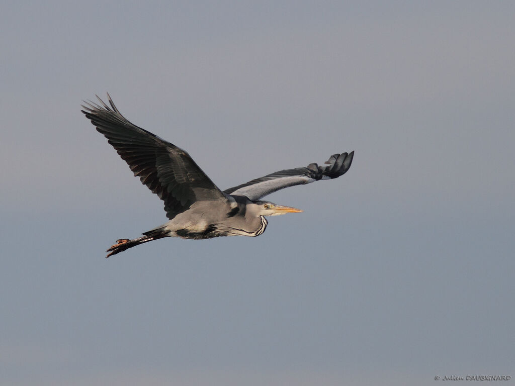 Grey Heronadult, Flight