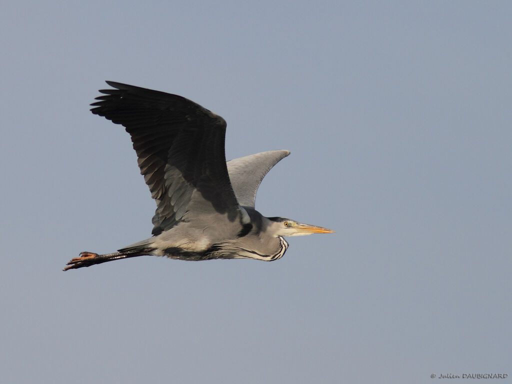 Grey Heronadult, Flight